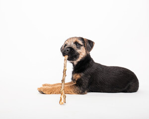 border terrier puppy