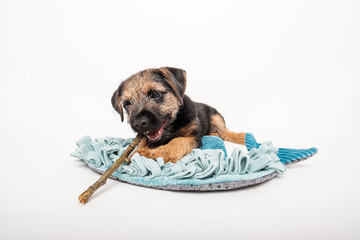 border terrier puppy