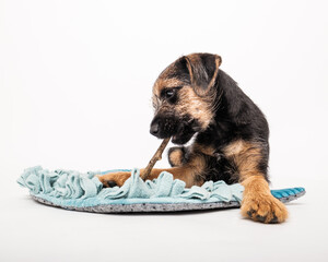 border terrier puppy