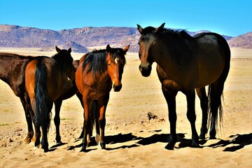 Namib Desert horse (Afrikaans: Namib Woestyn Perd) - a feral horse, athletic in appearance, as...