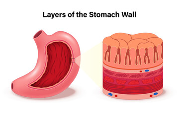 Layers of the stomach wall vector. Anatomy of the structure. Digestive Organ. Internal organ.
