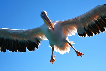 Great white pelican (Pelecanus onocrotalus) flying over the sea in Walvis Bay (Erongo Region,...