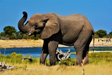 Elephant in Etosha National Park (Kunene region, northwestern Namibia) - obrazy, fototapety, plakaty