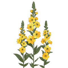 Minimalistic Flat Vector Illustration of Mullein Plant on White Background - Simple and Cute Design with Transparent Cut-Out Effect