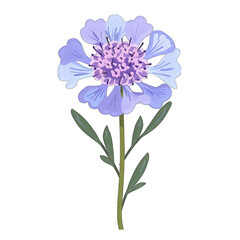 Minimalist Flat Vector Illustration of Delicate Scabiosa Flower on White Background - Simple and Cute Design with Transparent Cutout Effect