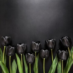 Czarne tulipany na czarnym tle  - obrazy, fototapety, plakaty