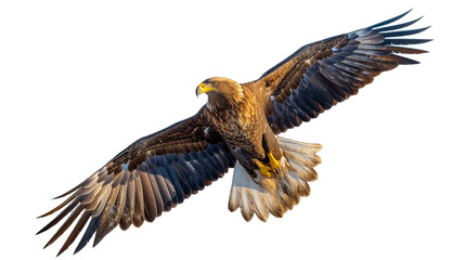 Obraz premium Bald Eagle in Flight Isolated