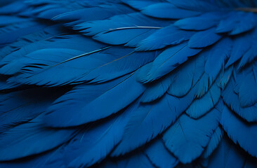 Blue macaw bird feathers, detailed, background for design, wallpaper - obrazy, fototapety, plakaty