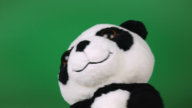 Stuffed and fluffy plush toy panda bear playing and dancing on a green background.