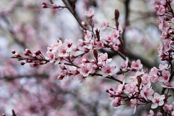 Blooming tree in the spring garden. Close-up of pink flowers on a tree. Spring time in April.