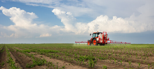 Tractor spraying corn field in sunset