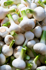 Pile of new garlics in market