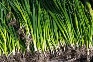 Foto op Plexiglas A pile of green onions in market © xy
