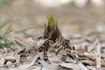 竹林の地面から穂先が出てきたタケノコ