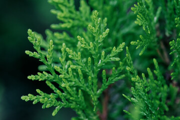 Arborvitae