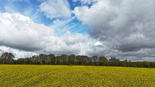 Timelapse of clouds rolling over bright yellow flowers of Linseed Oil fields in the UK countryside.  British farming & agriculture