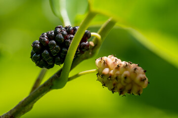 Mulberries