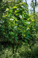 Mulberries