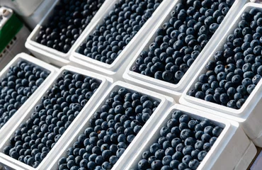 Deurstickers A few boxes of blueberries in market © xy