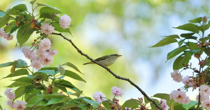 eastern crowned warbler  on double-flowered cherry blossoms tree.