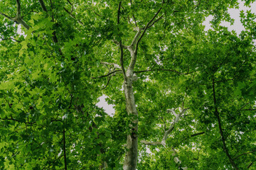 plane tree