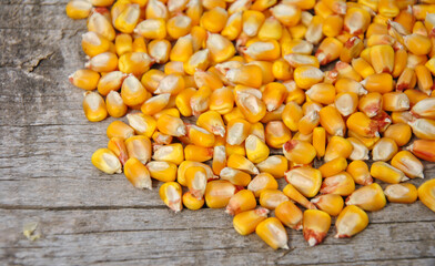 corn grain on wooden background close up