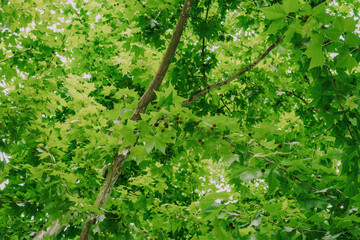 plane tree