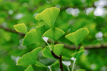 ginkgo