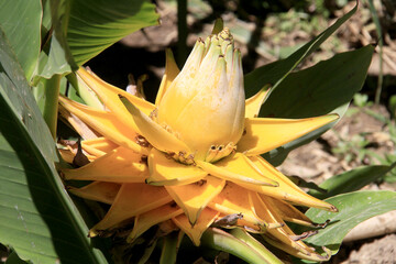 fleur jaune du bananier - 787044218