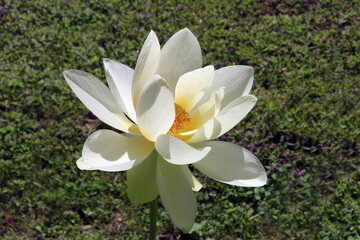 fleur de lotus blanc - 787044243