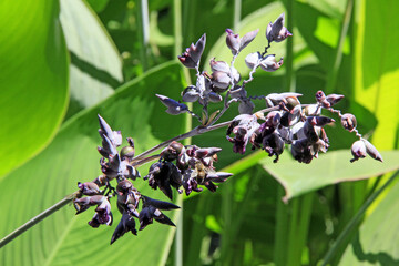 Boutons et fleures en même, temps