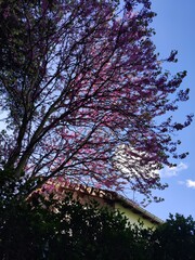 Plan d'un haut arbre et de cerisier japonais dans l'ombre ou le noir, sous un ciel bleu magnifique, annonce de matinée, promenade de santé, arbres au feuillage ou pétales de fleurs roses, jardin