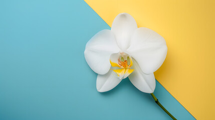 One white orchid flower in the corner of the background