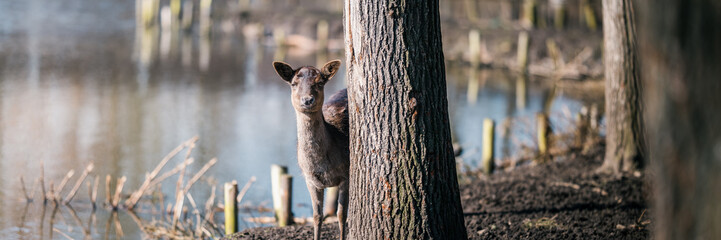 A female European roe deer standing behind a tree on the shore of the lake. Early spring. A calm,...
