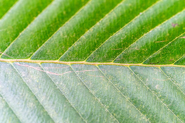 green leaf texture