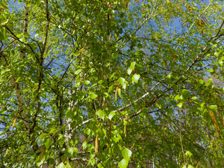 Birch branches with leaves and catkins in spring sunny day - 787046087