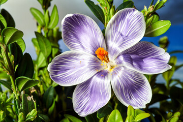 close-up of a spring blooming crocus flower