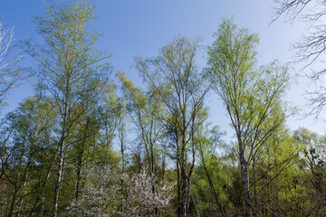 Old birches in spring forest in sunny morning