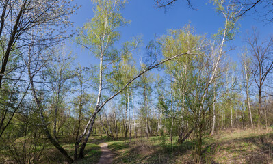 Section of the spring forest with birches on a foreground - 787046419