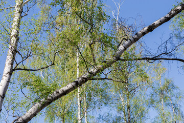Leaning birch trunk with branches with young leaves and catkins - 787046445