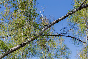 Leaning birch trunk with branches with young leaves and catkins