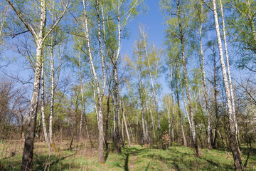 Section of the spring forest with birches on a foreground
