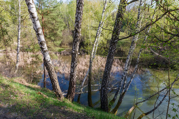 Birches on steep hilly bank of forest lake in springtime