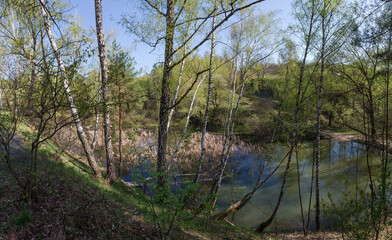 Fototapeta na wymiar Birches on steep hilly bank of forest lake in springtime