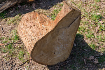 Piece of oak trunk cut with chainsaw lying on ground - 787046602