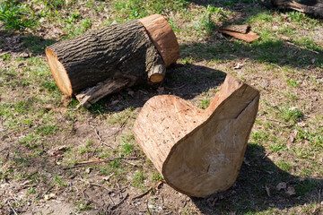 Parts of old oak trunk cut with chainsaw on ground