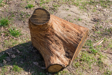 Piece of oak trunk cut with chainsaw lying on ground - 787046647