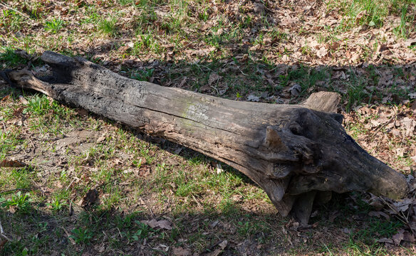Partly rotten and charred snag lying on the ground