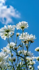 Striking white daisies reaching for the blue sky dotted with fluffy clouds, a scene of purity and tranquility