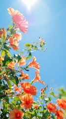 Obraz na płótnie Canvas Warm orange hibiscus flowers contrast beautifully with the azure sky and sun flare, evoking joy and vibrancy